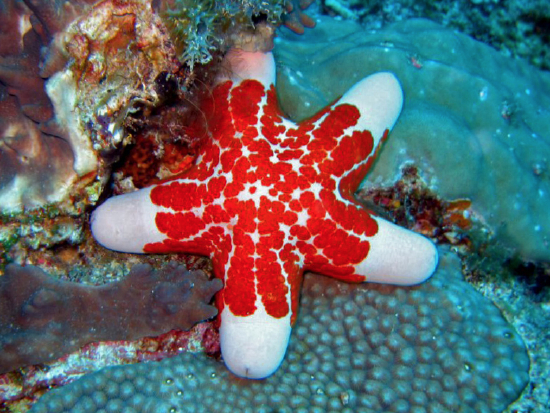  Choriaster granulatus (Giant Kenya Starfish, Granulated Sea Star, Cushion Star, Doughboy Star)